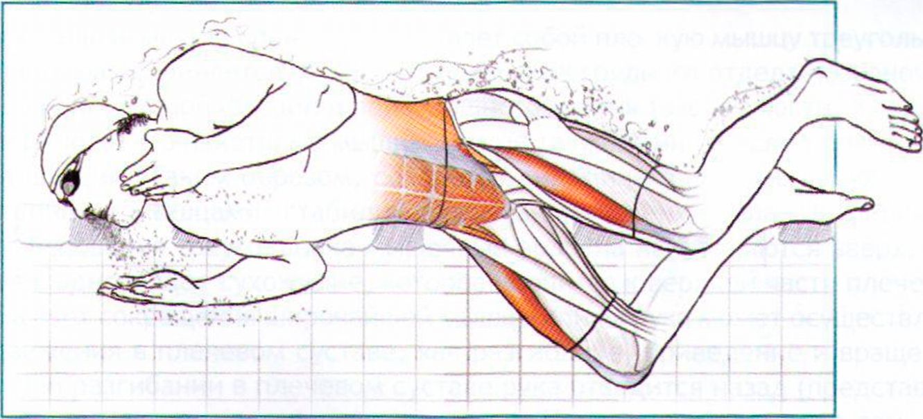 Плавание и мышцы тела. Мышцы при плавании Баттерфляй. Плавание брасс мышцы задействованы. Мышцы задействованные при плавании брассом. Кроль мышцы задействованы.